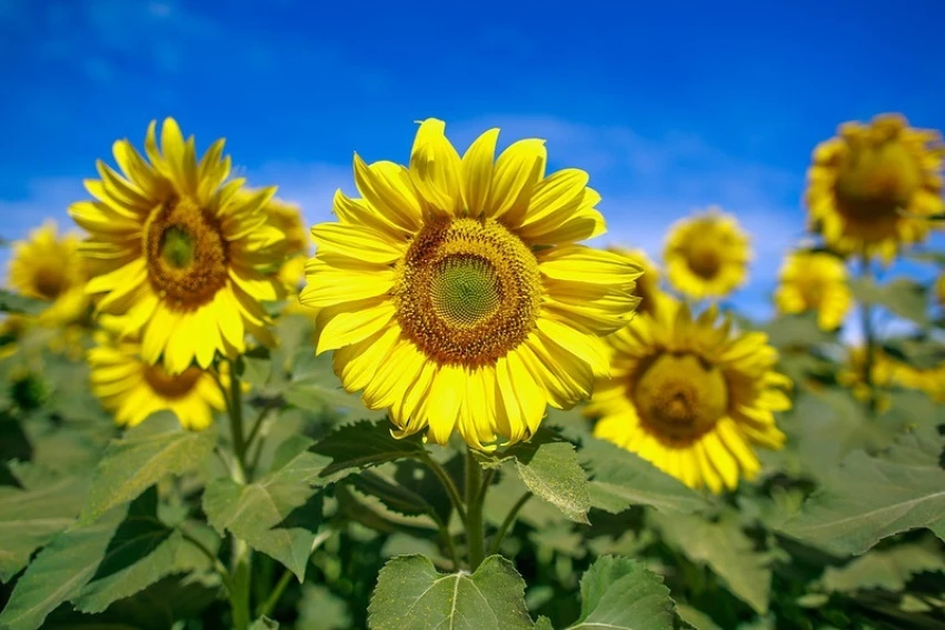 Girassol: assistência do Senar Goiás ajuda a expandir cultura no estado