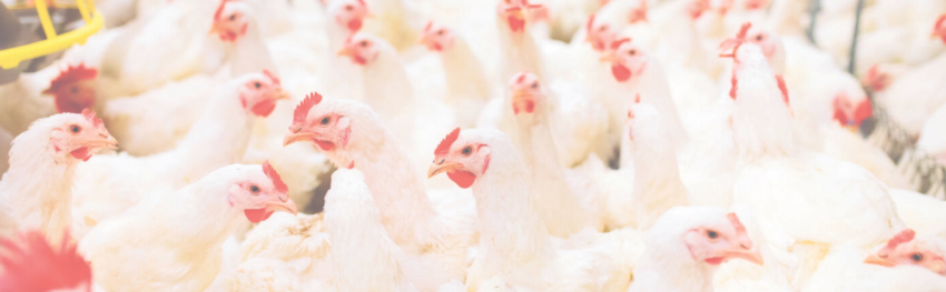 CNA IMAGEM PRINCIPAL 4