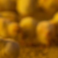 Presidente da Comissao aves