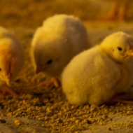 CNA IMAGEM PRINCIPAL 1