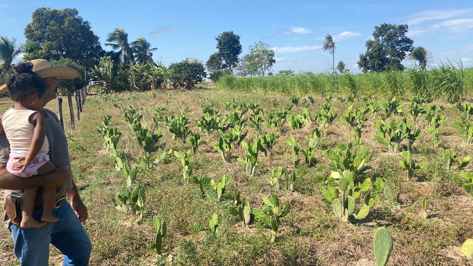 Produtores de MT ampliam opções de alimento para gado com plantas típicas do Nordeste