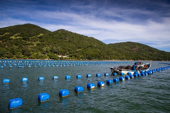 PL 4527/2024 moderniza e traz segurança jurídica para a aquicultura
