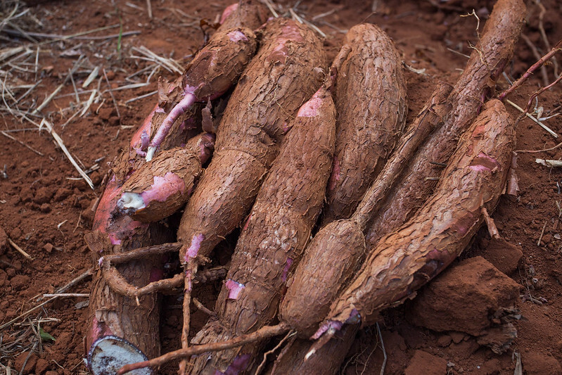 CNA participa de reuniões de câmaras setoriais de mandioca e florestas plantadas