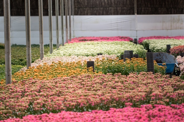 CNA avalia mercado de flores