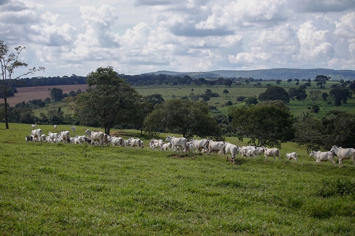 Dia do Cerrado: projetos do Senar contribuem para a sustentabilidade do bioma