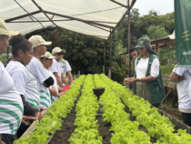 Técnica de campo do Senar Amazonas inova no manejo de hortaliças e ajuda produtores a melhorar renda