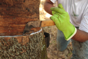Preço de referência de importação da borracha natural registra queda de 4,62% em fevereiro