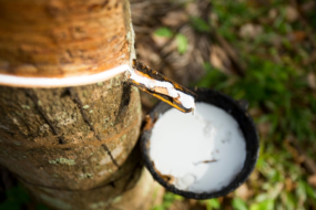 CNA debate construção da Política Nacional de Fomento da Borracha Natural Brasileira