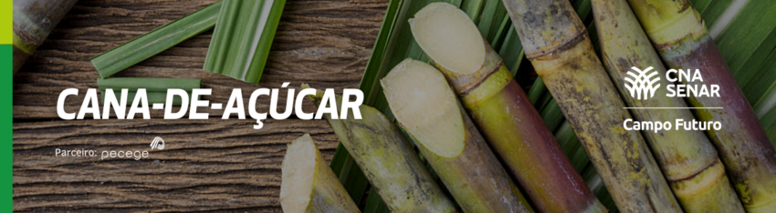 Cana de acucar Cana de acucar
