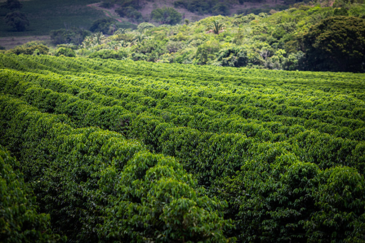 Boas praticas agricolas Boas praticas agricolas