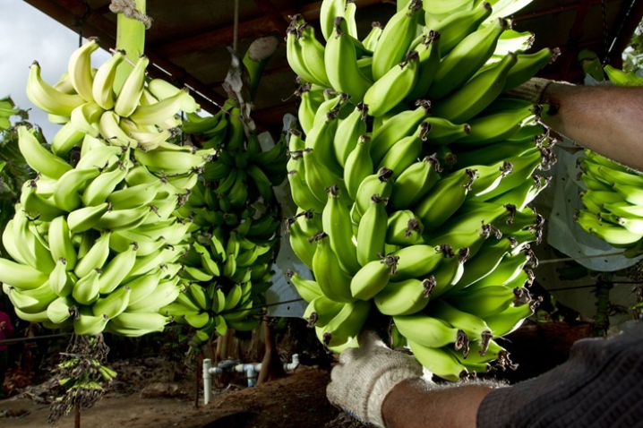 Produtor de banana Produtor de banana