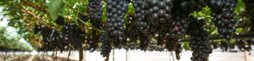 Uvas capa CF Uvas capa CF