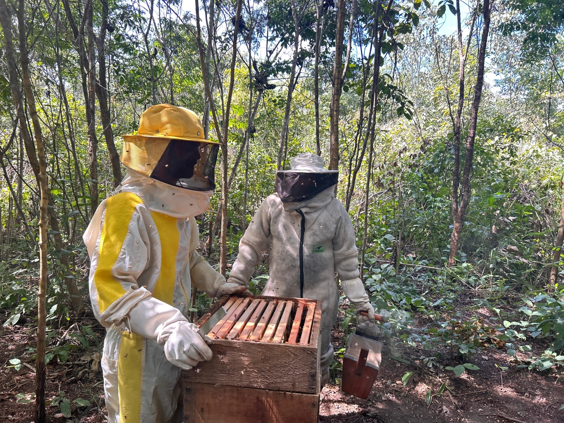 Mel de Buriti Bravo: Tradição, qualidade e desenvolvimento sustentável