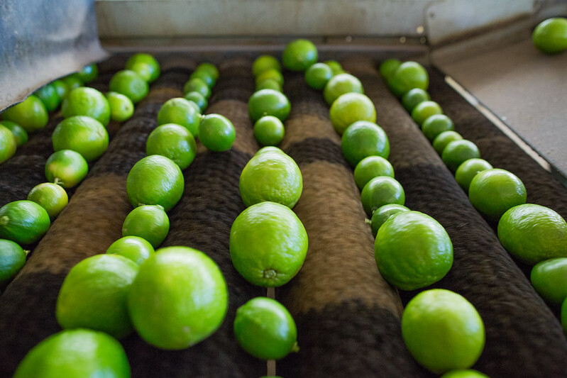 Campo Futuro levanta custos de produção de frutas e leite