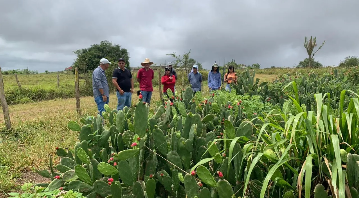Dia de Campo do projeto Forrageiras para o Semiárido será realizado em Nossa Senhora da Glória