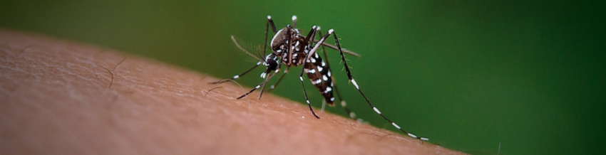 Dengue banner mosquito Dengue banner mosquito