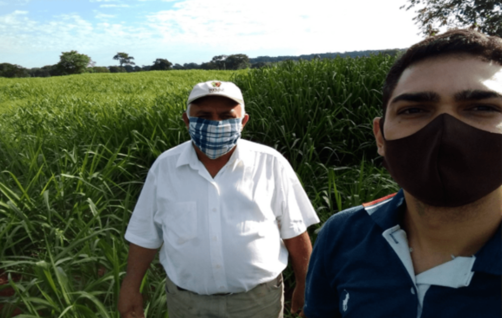 Reforma de pasto com Mombaça - MG