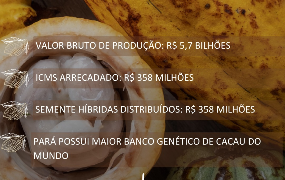 Sobre o cacau - dado 1