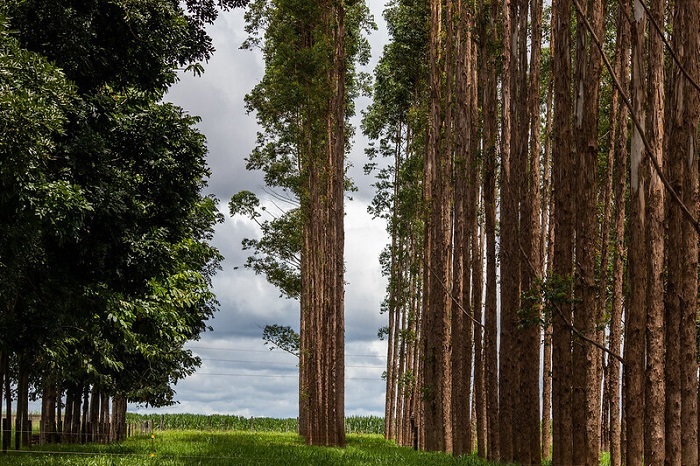 Comissão Nacional de Silvicultura discute panorama da produção de borracha natural
