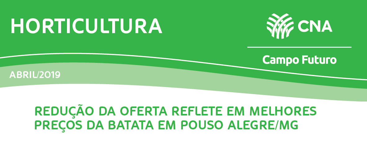Redução da oferta reflete em melhores preços da batata em Pouso Alegre/MG
