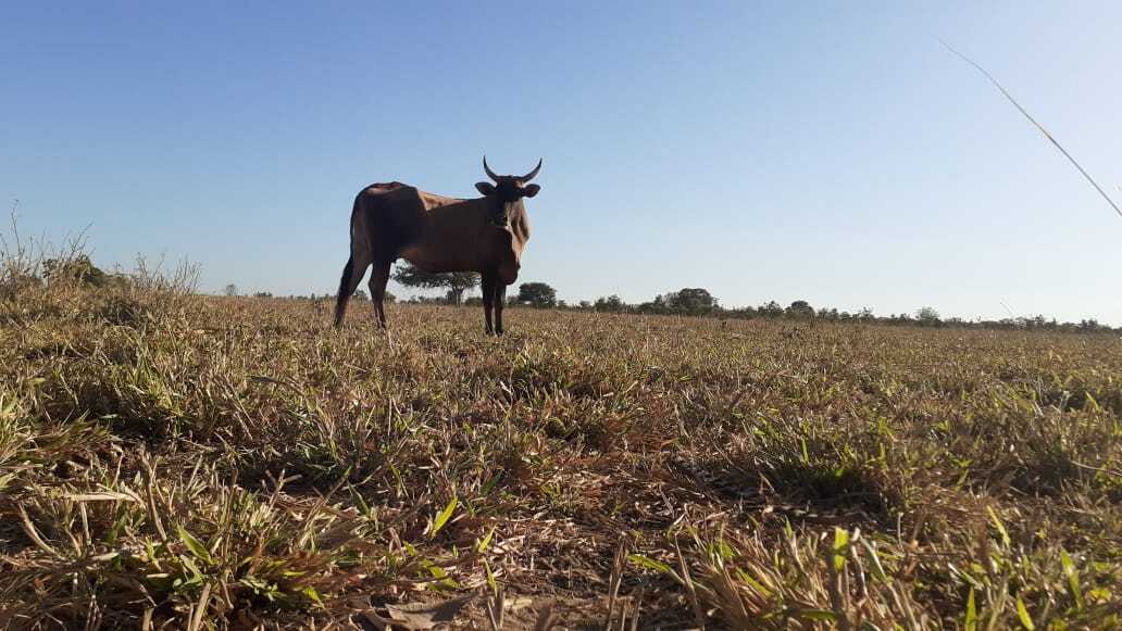 ATeG auxilia gestão de mais de 4.600 propriedades rurais de MT