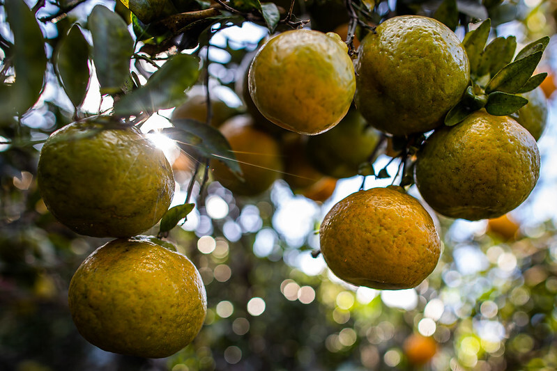 CNA levanta demandas para o plano safra nas cadeias da fruticultura, hortaliças e flores