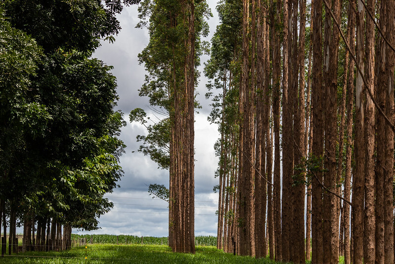 CNA promove debate sobre oportunidades do mercado de carbono