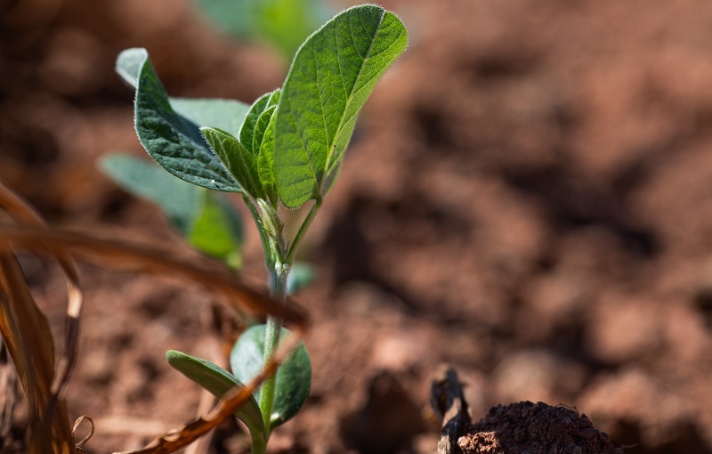 Comissões da CNA debatem Lei de Proteção de Cultivares