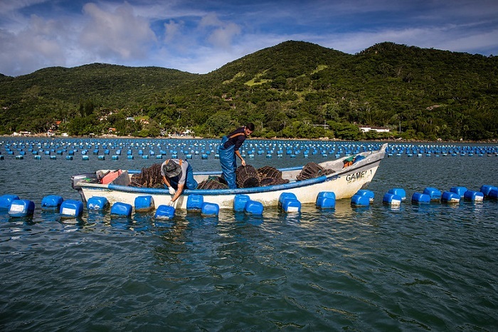 CNA destaca aprovação do PL que dá segurança jurídica à aquicultura