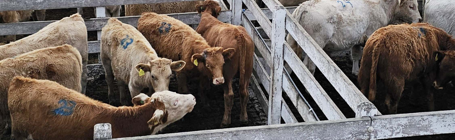 Feira do Terneiro e da Terneira de São Joaquim supera as expectativas com mais de 600 animais comercializados