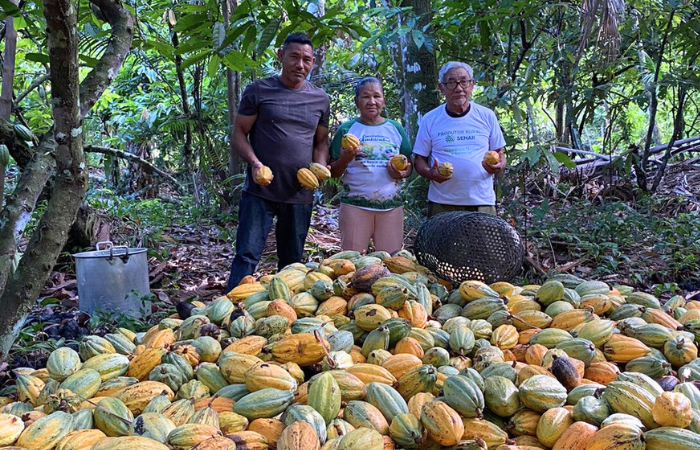 Entrevista com o produtor rural de Baião Raimundo Jesus Tavares de Souza: Festival do Cacau e Chocolate