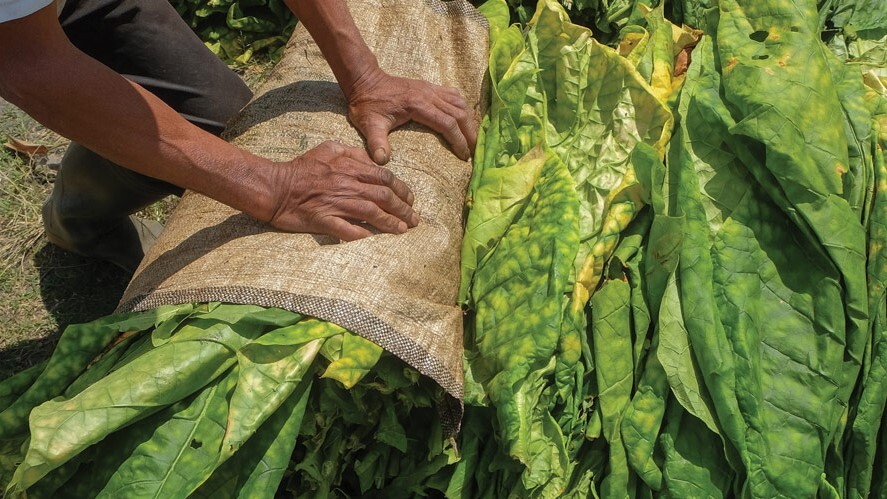 Preparo do tabaco garante bons negócios aos produtores