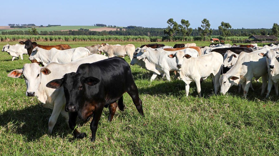 Campanha de atualização dos rebanhos tem início no Paraná
