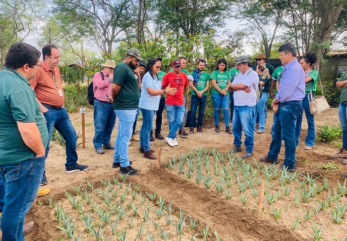 Senar e Embrapa promovem capacitação de técnicos e supervisores da ATeG na produção de sisal