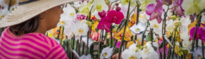 Hortaliças e Flores