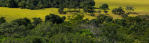 Meio Ambiente