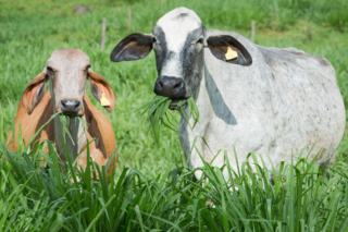Produtores recuperam 100 mil hectares de pastagens no Projeto Fip Paisagens Rurais