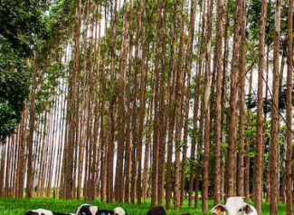 Gestão Ambiental