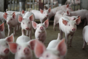 Ainda no vermelho, suinocultura espera cenário positivo para 2025