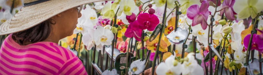 5 Hortaliças e Flores 5 Hortaliças e Flores