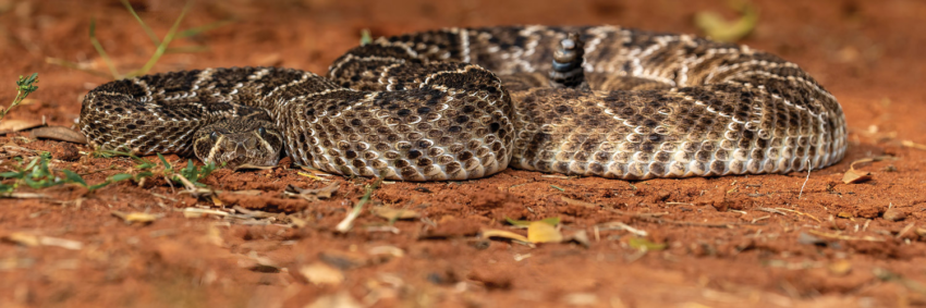 Materia cobras BI1628 Materia cobras BI1628