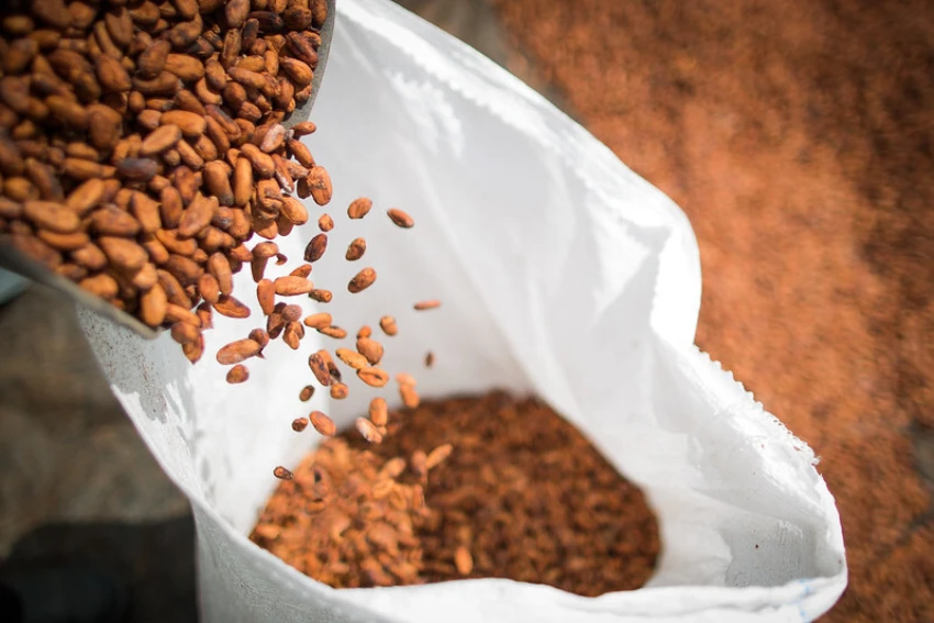 CNA vê como avanço aprovação de PL que define regras para produtos derivados de cacau