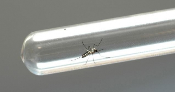 Embrapa desenvolve novo bioinseticida contra o Aedes aegypti