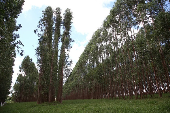 CNA debate tendências de produção de florestas plantadas