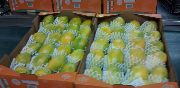 Mamão: Preço do formosa sobe 52% na Bahia