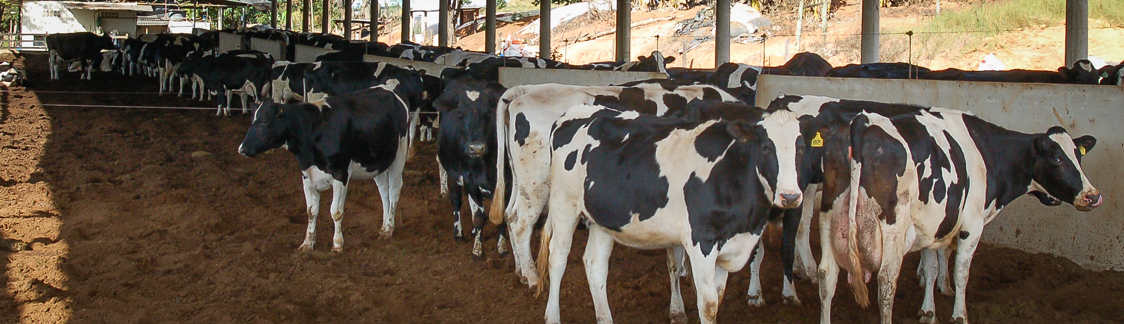 Bovinocultura de Leite