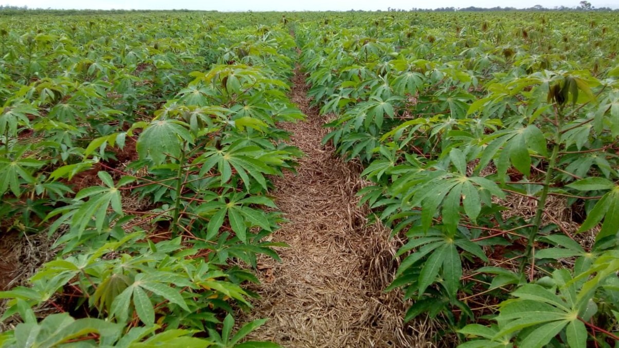 Plantio direto alavanca produtividade de mandioca e hortaliças