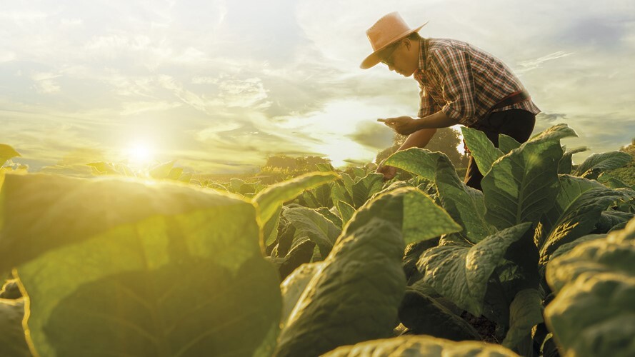 VBP bilionário do tabaco irradia riqueza a 28 mil famílias no Paraná