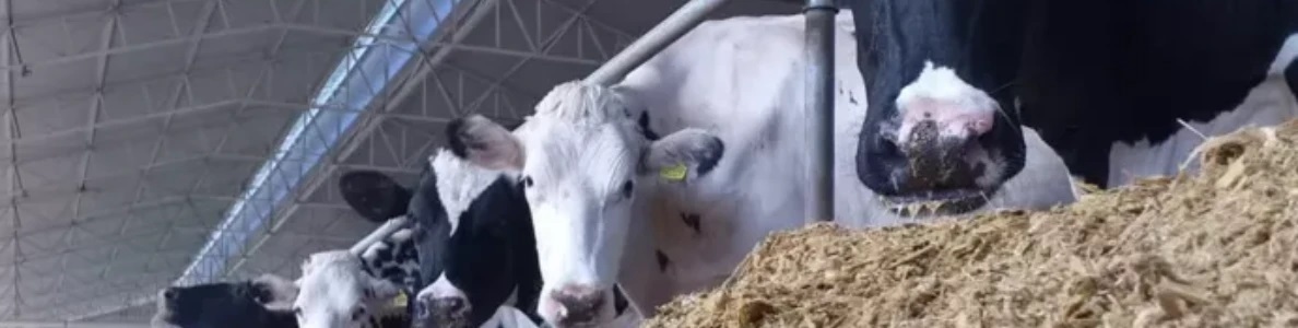 Senar Goiás lança curso online: “Nutrição de bovinos de leite na era da pecuária 4.0”